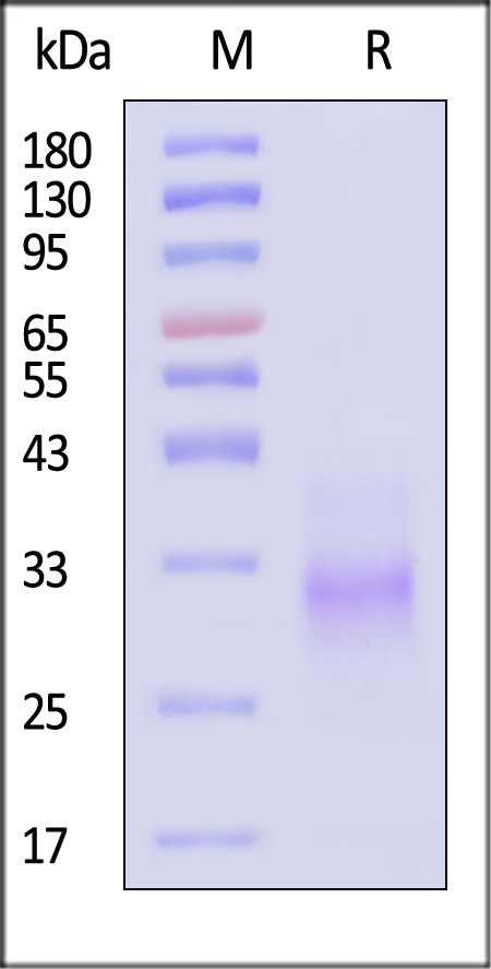 M1R (MPXV) SDS-PAGE