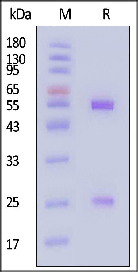 MME-BLS104-sds