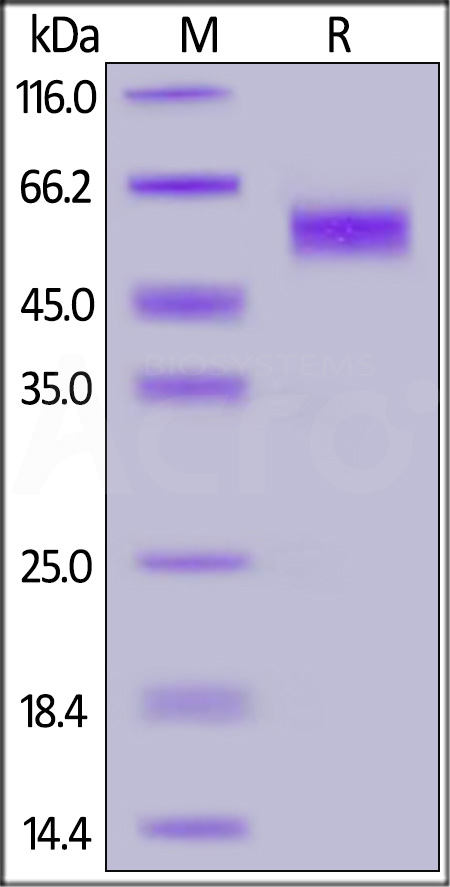 NKG2D SDS-PAGE