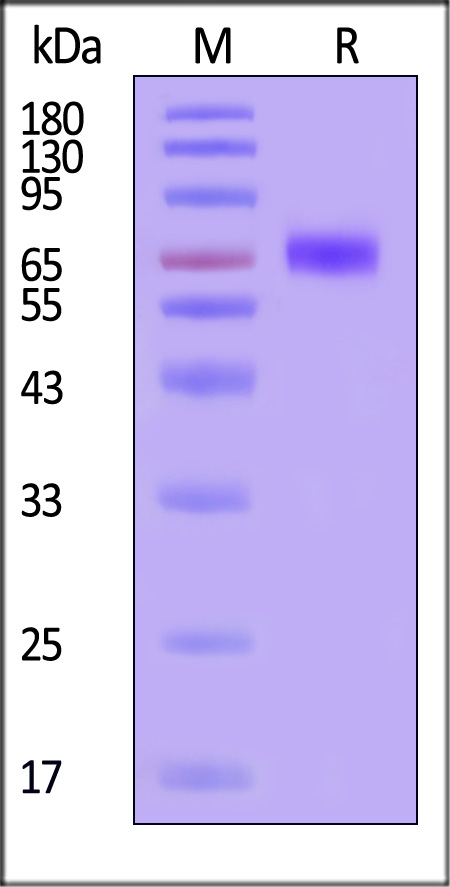 NPR1 SDS-PAGE