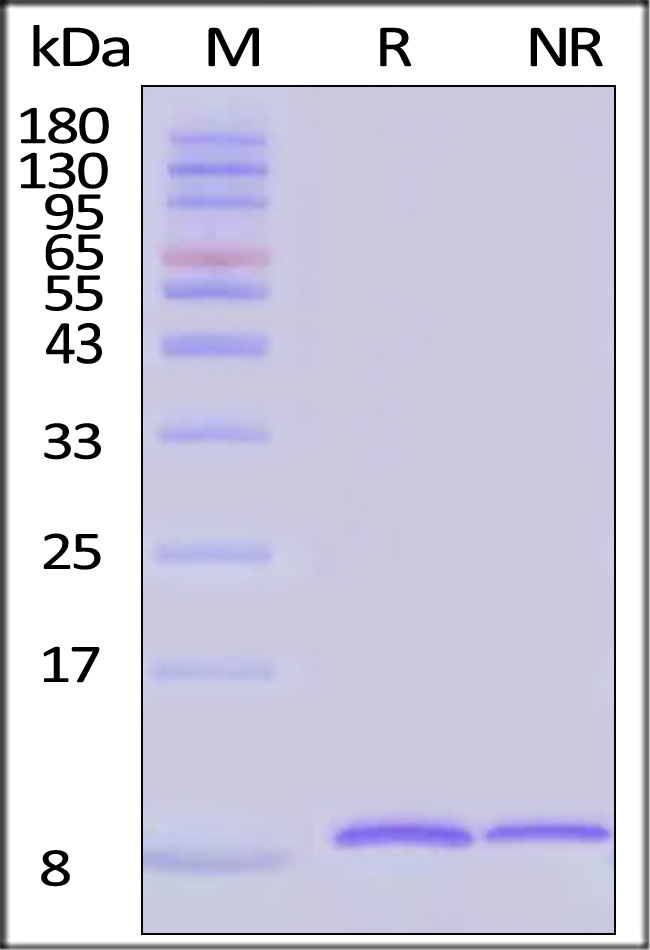 NRG1 Beta 1 SDS-PAGE