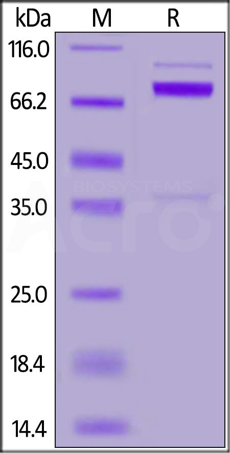 NRG1 Beta 1 SDS-PAGE