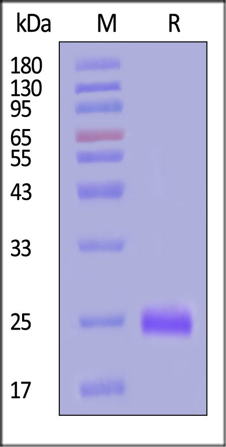 Pro-COL1A1 SDS-PAGE