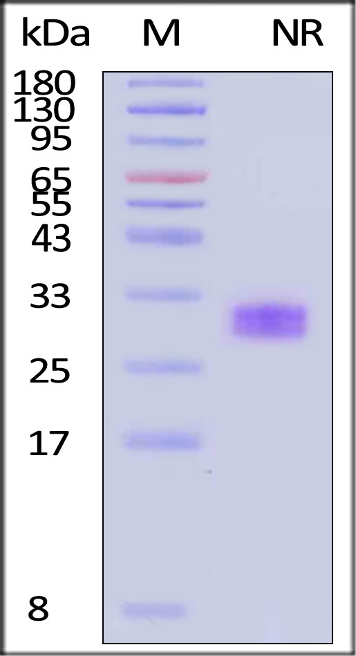 PDGF-AA SDS-PAGE