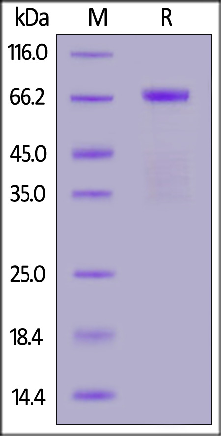 Hyaluronidase PH-20 SDS-PAGE