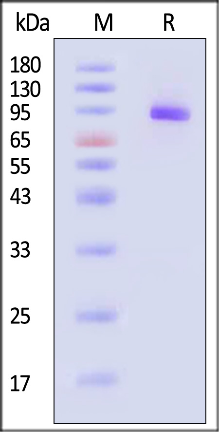 Postfusion glycoprotein B/Postfusion gB (HSV) SDS-PAGE