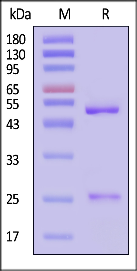 PT1-Y2073-sds