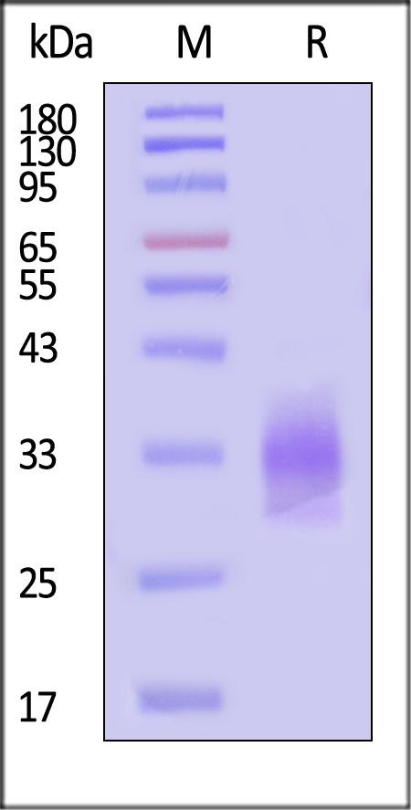 TNFSF11 SDS-PAGE