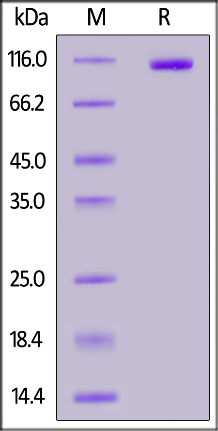 RB1-H52H3-sds