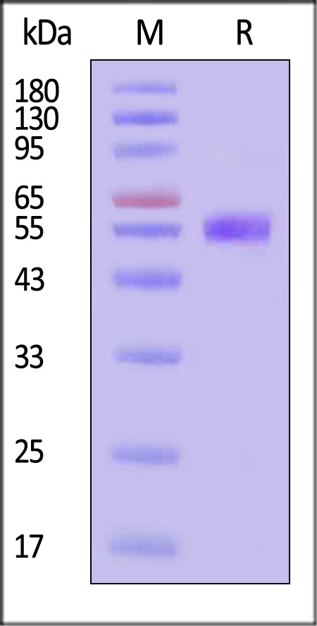 SPINT1 SDS-PAGE