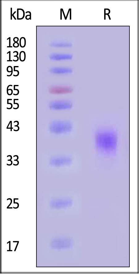 Spike RBD SDS-PAGE