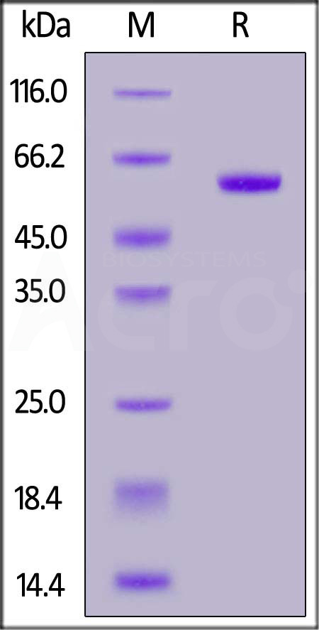 Spike RBD SDS-PAGE