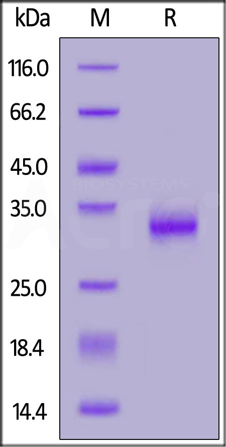 Spike RBD SDS-PAGE