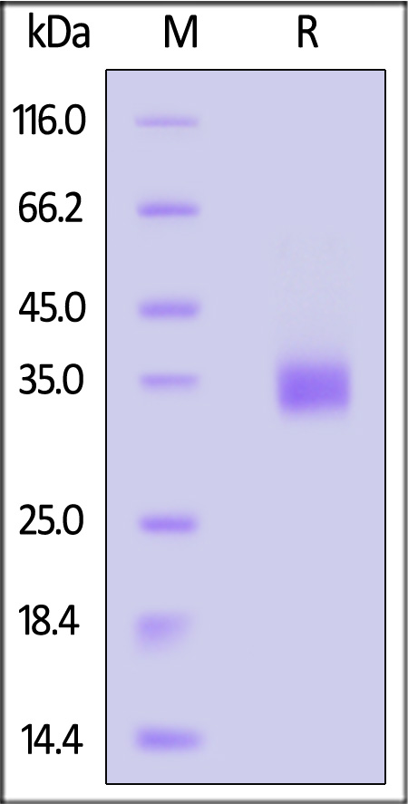 Spike RBD SDS-PAGE