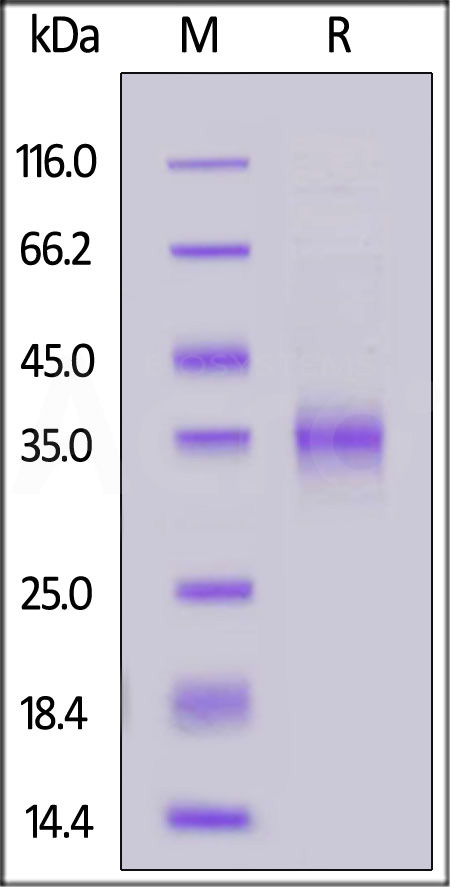 Spike RBD SDS-PAGE