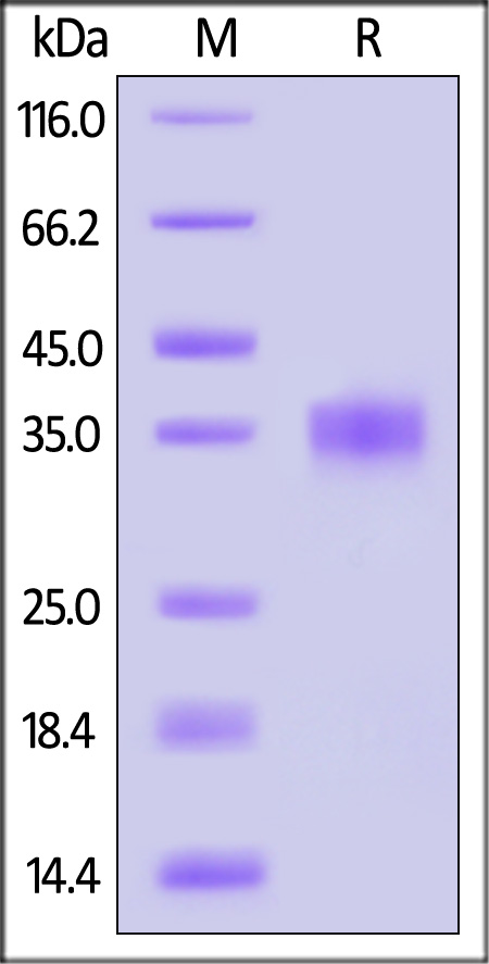 Spike RBD SDS-PAGE