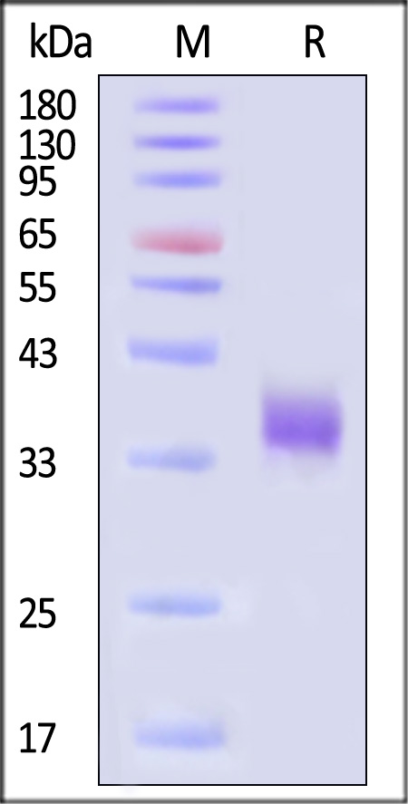 Spike RBD SDS-PAGE