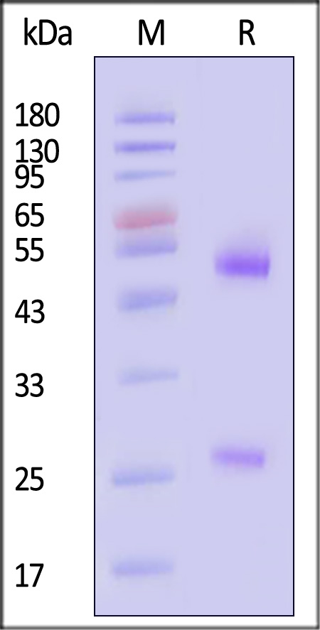 SPD-Y168-sds