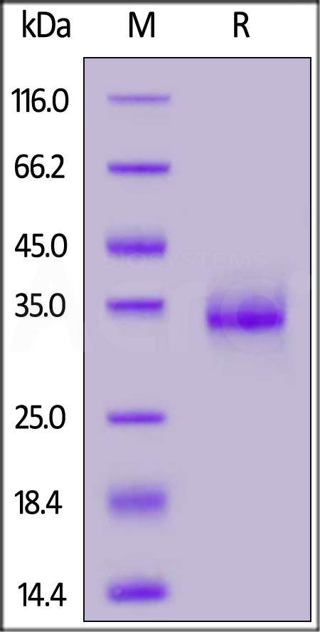 SRD-C52H3-sds