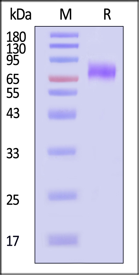 TRAIL R3 SDS-PAGE