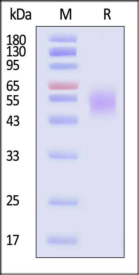 TRAIL R3 SDS-PAGE