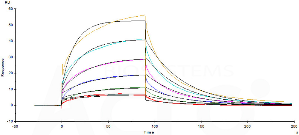 Human_FcRn_Heterodimer_Protein_SPR