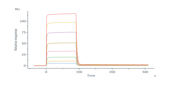 Human_FcRn_Heterodimer_Protein_SPR