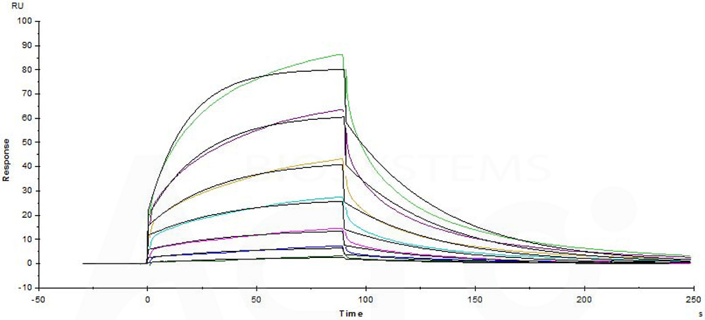 Human_FcRn_Heterodimer_Protein_SPR