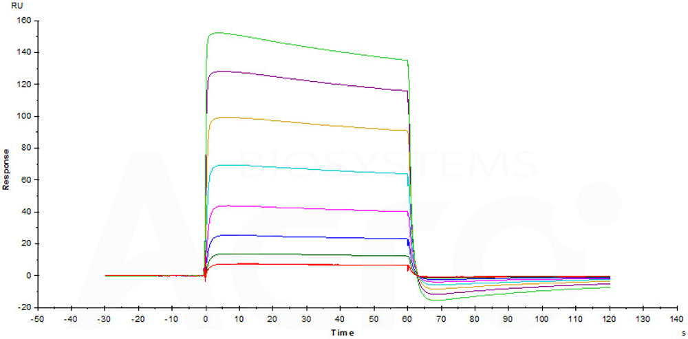 Human_FcRn_Heterodimer_Protein_SPR