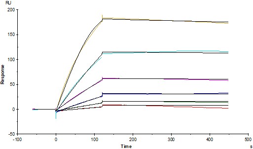  Glycoprotein B / gB SPR