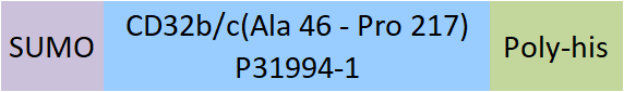 Fc gamma RIIB/C / CD32b/c Structure