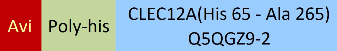 CLEC12A Structure