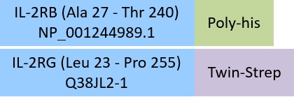 IL-2 R beta & IL-2 R gamma Structure