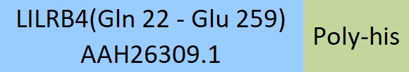 Online(Gln 22 - Glu 259) AAH26309.1