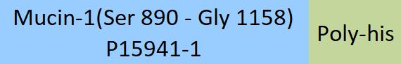 Mucin-1 Structure