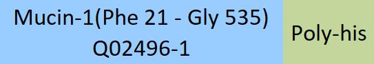 Mucin-1 Structure