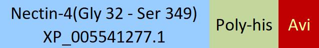 Nectin-4 Structure