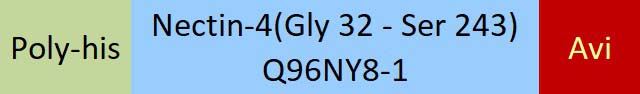 Nectin-4 Structure