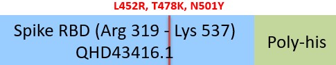 Spike RBD Structure