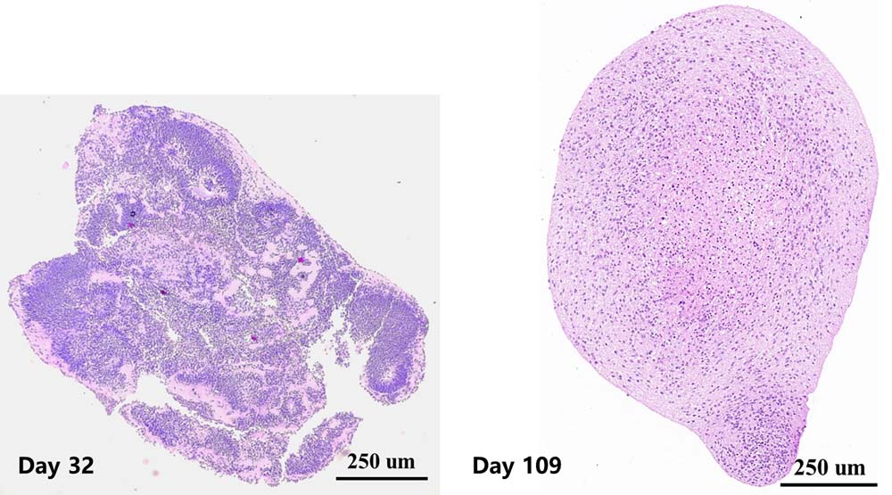  - ORGNAOID HISTOLOGY