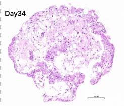  - ORGNAOID HISTOLOGY