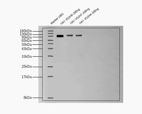  Hemagglutinin/HA (Influenza Virus) WESTERN BLOT